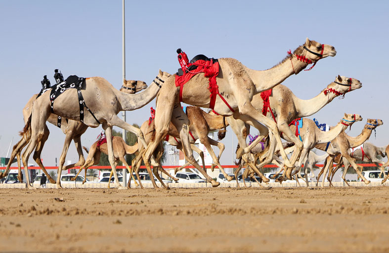 مهرجان المرموم.. ملحمة سنوية تُجسد الأصالة الإماراتية