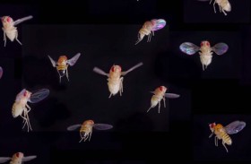 لماذا ترسل روسيا 1500 ذبابة إلى الفضاء؟