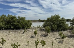 إطلاق المسابقة البيئية (فن القرم) لطلاب إمارة أبوظبي