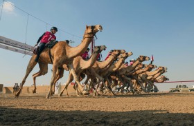 منافسات حماسية في السباق التراثي لمهرجان جائزة زايد الكبرى لسباقات الهجن بمشاركة واسعة من الشباب الإماراتي والمقيمين 