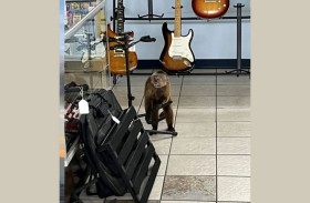 القبض على قرد حطم عشرات الغيتارات 