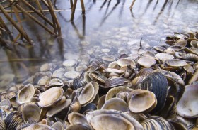 إطلاق يرقات في البحر قبالة بلجيكا لتعزيز التنوع الحيوي 