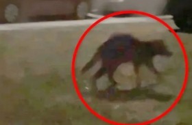 كائن غريب بوجه فأر وجسد مغطى بالدماء 