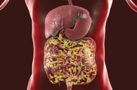 هل يمكن لبكتيريا الأمعاء أن تكون مفتاح الوزن الصحي؟