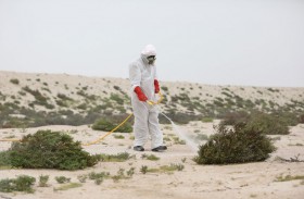 جهود مستمرة لمكافحة الجراد الصحراوي في الظفرة