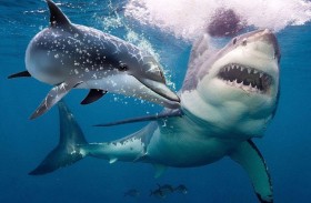 دلافين تنقذ أمريكياً من سمكة قرش