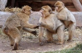 20 قرداً هارباً يقتلون مسناً في هجوم جماعي