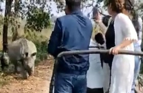 وحيد قرن غاضب هاجم السياح.. نجوا بأعجوبة