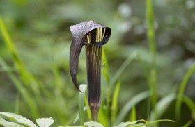 اكتشاف نبات نادر يشبه الأفعى 