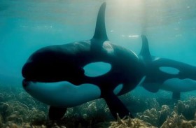 نظام تواصل فريد لدى الحيتان القاتلة 