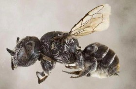 اكتشاف نحلة بقرون «الشيطان» 