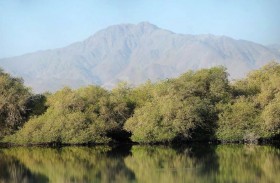 محمية أشجار القرم والحفية بمدينة كلباء .. تنوع حيوي وبيئي فريد