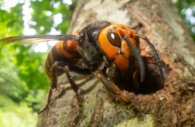 دبابير عملاقة تنهش الأب وابنه حتى الموت