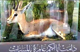 هدية زفاف.. غزال مهدد بالانقراض