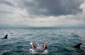 مصرع امرأة في هجوم سمكة قرش 