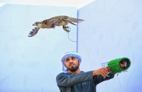 600 طير تشارك في منافسات «العامة مُلاك» ضمن بطولة فزاع للصيد بالصقور 