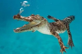 ينجو بأعجوبة بإخراج رأسه من بين فكي تمساح