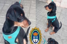 قالب شكولاتة مكافأة طفلة لمن يعثر على كلبها