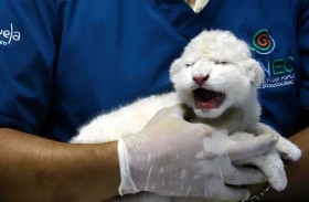 ولادة نادرة لشبلين من الأسود البيضاء 