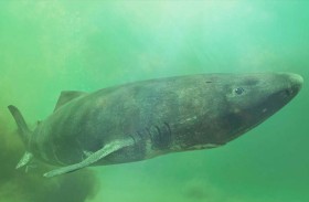 رصد كائن بحري «نادر » في أعماق القطب الجنوبي