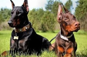 كلب يهاجم صاحبه