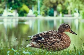 كنز داخل أحشاء «بطة».. ذهب بـ 1800 دولار!