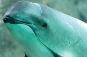 تحذير دولي من احتمال انقراض خنزير البحر