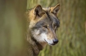 منذ 28 عاماً.. ألمانيا تسجل أول هجوم «مرعب» لذئب 