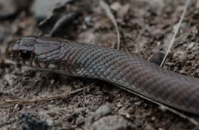 أفعى خطيرة تثير الرعب في إفريقيا والشرق الأوسط 