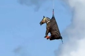 اعتقال حمار وحشي هارب ونقله لموطنه جواً