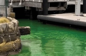 ذعر في سيدني بعد تحول مياه إلى الأخضر