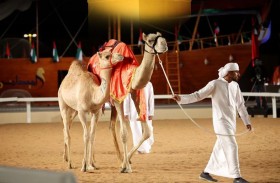 ‎240 ‎ مطية في مزاد المرموم الـ13 للإنتاج الشخصي