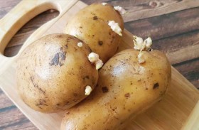 احذر البطاطا «المبرعمة».. سموم خفية لا يقضي عليها الطهي