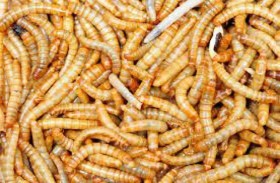 علماء يطورون غذاء ثوريا من الدود