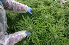 علماء: استخدام القنب مرتبطة به تغيرات جينية!