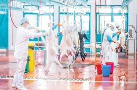 3220 ذبيحة أنجزتها مسالخ منطقة الظفرة خلال أيام عيد الأضحى