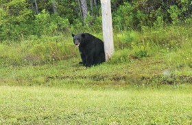 لا تزعجوا الدب المُكتئب   