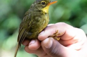 طائر نادر يعاود الظهور بعد انقراضه لـ24 عاماً