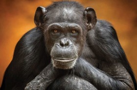 هل القردة «تتخيل وتحلم» مثل البشر؟