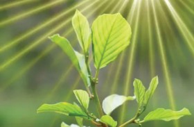 ابتكار أول عملية صناعية للتمثيل الضوئي