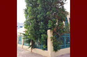 بلدية أبوظبي تنجز خطة لإزالة الزراعات العشوائية من بعض المناطق السكنية في جزيرة أبوظبي