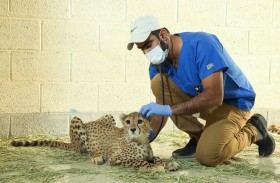 حديقة الحيوانات بالعين تتسلم أربعة فهود مصادرة
