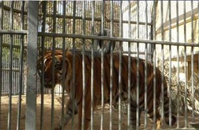 نمر يهاجم طفلاً في متنزه 