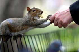 هجمات من الحيوان المشاكس على سكان نيويورك