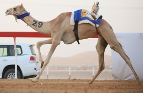 فرح تحقق الفوز الأول في اليوم الثاني للقايا و مغادر يقطع مسافة 3 كم في أفضل زمن