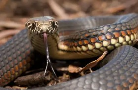 الثعابين تقف عموديًا دون أطراف.. العلماء يكشفون السر