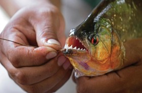 أسماك مفترسة تغزو شوارع هذه المدينة