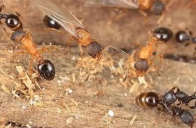 مملكة بلا ذكور.. نملٌ ينسخ نفسه ويغزو الآخرين