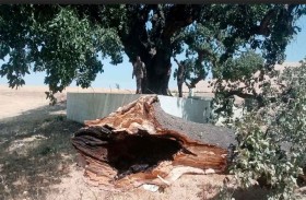 تخريب طال شجرة بلوط أثرية عمرها 4 قرون