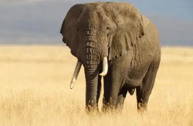 فيل يوقف حركة السير بحثًا عن الطعام 
